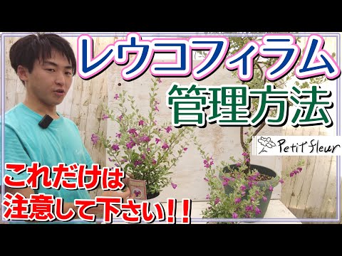 園芸 ユークリフィア・ウルモ