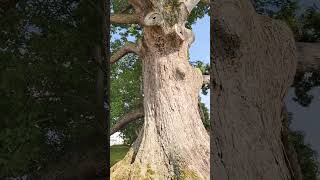 Now this is big 😲👍 #thebirthingtree #mcminnville #tn #shorts
