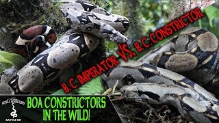 BOA CONSTRICTORS IN THE WILD! (are we keeping them correctly?) REPTILE ADVENTURES IN ECUADOR (2019)