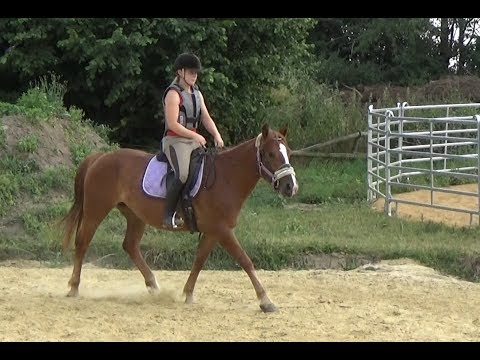 Endspurt vorm Finale - Woche 12 + 13 mit Equiteam’s Whisper - Mustang Makeover