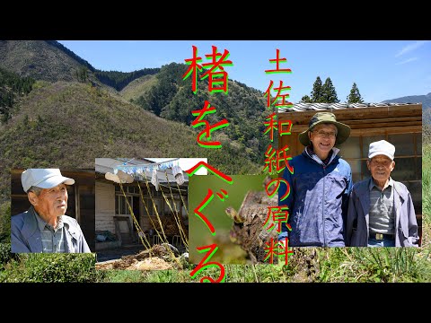 コウゾについて詳しく解説