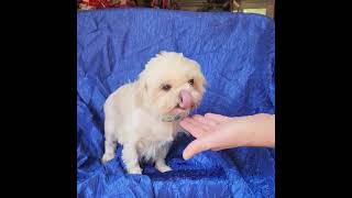 Video preview image #1 Maltese Puppy For Sale in Cuba, NY, USA