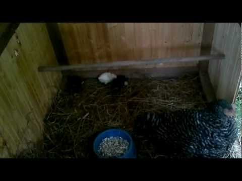 Mein Kater ist immer so neugirig