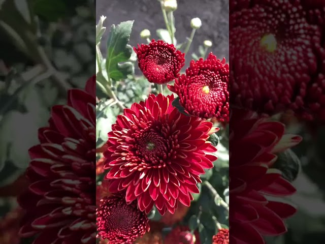 Стандарт поставки видео №1 Хризантема Майола Стандарт поставки видео №1 Хризантема Майола