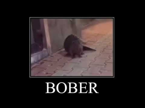 bobr kurwa - YouTube