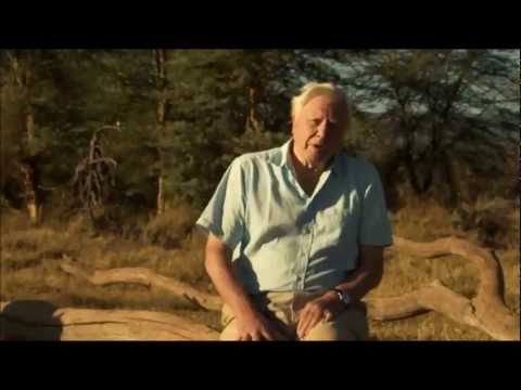 David Attenborough's Africa (BBC) - Epilogue