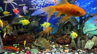 KOI FISH ASMR SOUNDS // AQUARIUM