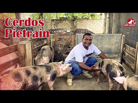 Pietrain Pigs | Advantages and Disadvantages | San Lucas Farm