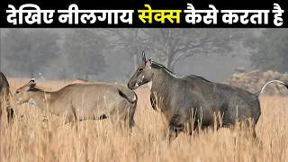 देखिए नीलगाय संभोग कैसे करते हैं ,देखकर आपका दिमाग चकरा जाएगा | Amazing Facts About Nilgai ,Wildlife