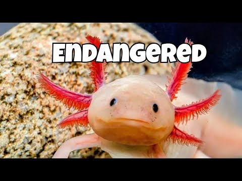 Why Axolotls Are Both Popular and Endangered