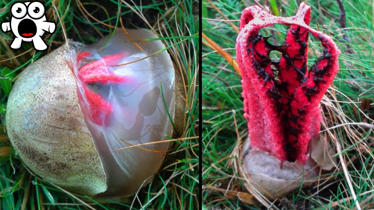 Alien Looking Things That Exist In Real Life