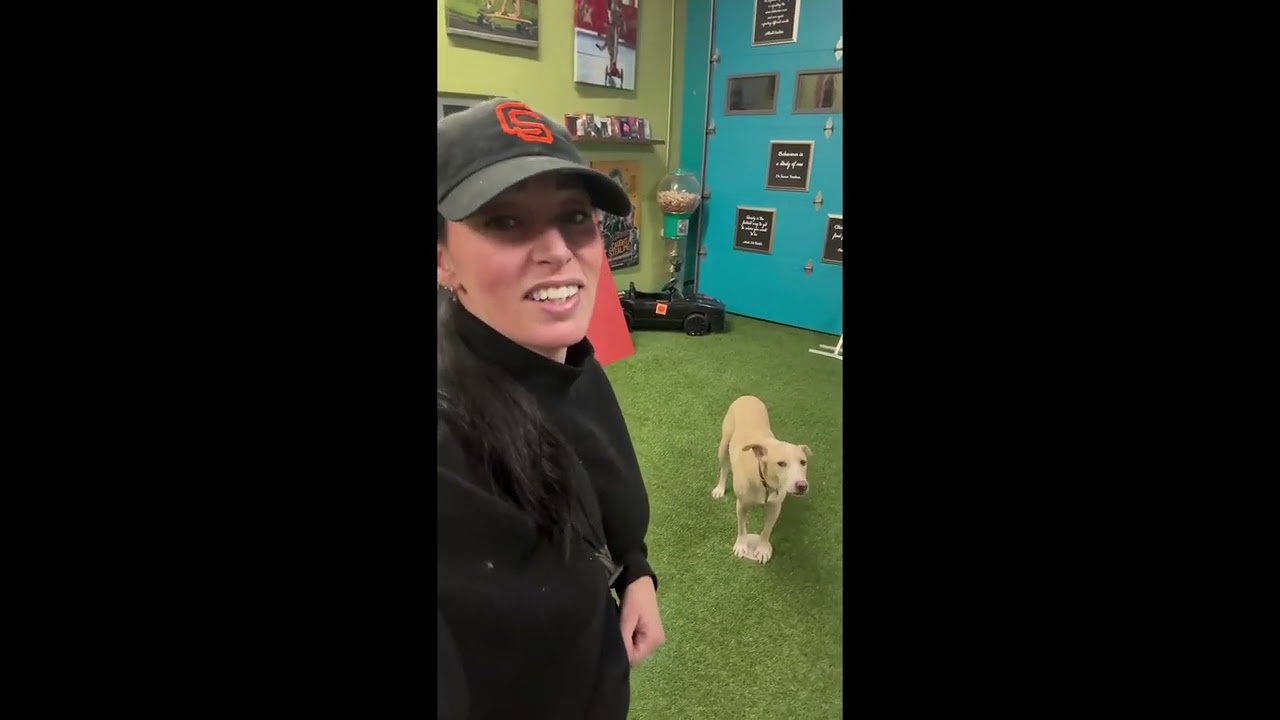 No Dog Works for Free || ViralHog