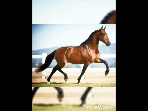 Mangalarga Marchador - Eduardo Costa