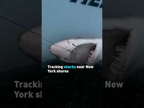 Tracking sharks near New York shores