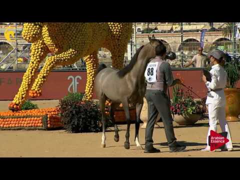 N.88 HL EL GANADOR - MENTON 2017 - Yearling Colts (Class 6A)
