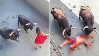 88 MOST TERRIFYING ANIMAL ATTACKS Ever Caught on Camera | Wild Animals Invading People’s Homes