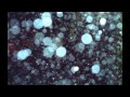 Like Tears In Rain - Piano Diary 