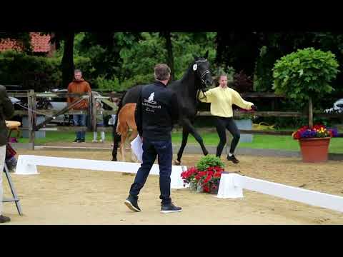 14. Stute, geb. 21.03.2022 – V: Sky M: Dancier – Rotspon