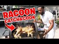 Racoon Catch And Cook Southern Style
