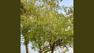 Download lagu Lieur ku ngagawean mp3 Download lagu Lieur ku ngagawean mp3