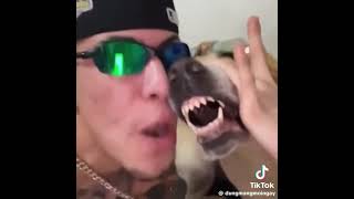 愛犬とビートボックスが凄すぎた！　#tiktok