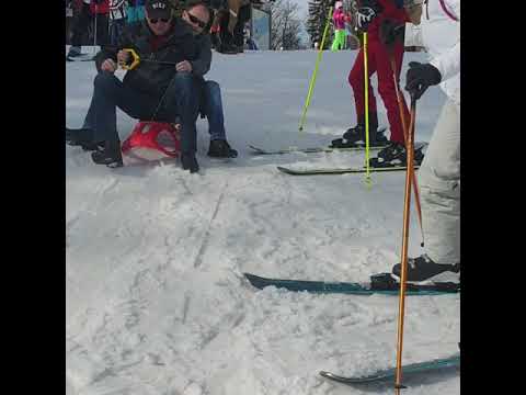 Zlatna lisica na saonica - Maribor - Pohorje
