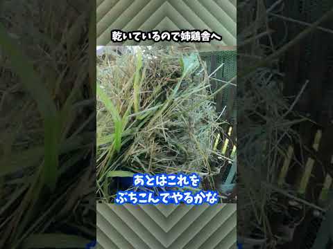 なぜ鶏にお酢を与えるのでしょうか？鶏小屋で何の役に立つの？  庭園