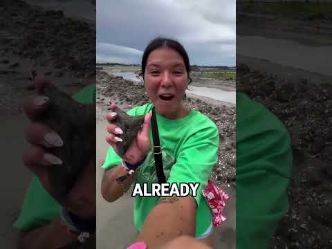 Ancient Shark Tooth Revealed