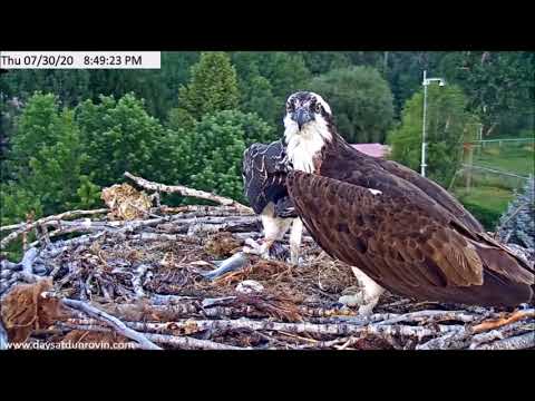 Dunrovin Ranch Osprey Video_2020-07-30_215735-Fish #4