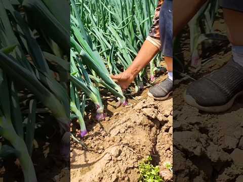 Tricks to grow bigger onions #smartfarming #gardentips #organicfarming