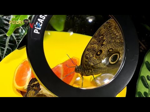 VOA - INSEKTISIDA HINGGA IKLIM MENEKAN JUMLAH KUPU KUPU DI AMERIKA