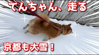 【京の柴犬てん】てんちゃん、京の雪に駆ける！　太郎の犬モノガタリ第460話
