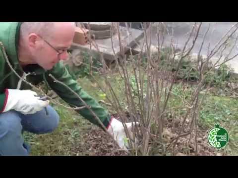 Rosa Rugosa: Pruning