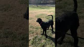 Video preview image #1 Poodle (Standard)-Unknown Mix Puppy For Sale in Cookeville, TN, USA