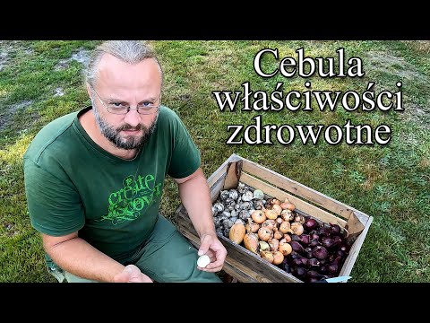 Cebula - właściwości zdrowotne - Harde Kopyto 26
