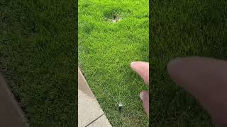 My Honest Experience: Why I Switched from Rainbird R-VAN to Hunter MP Rotators