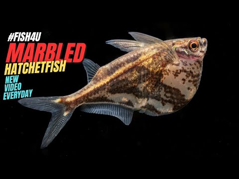 Mramorovaný hatchetfish — Carnegiella strigata