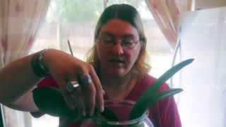 plant update lots of amazing updates plants coming back from the dead