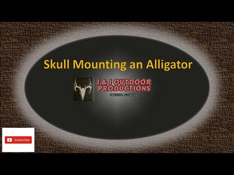 Skull Mount an Alligator Head September 2019 *Mild Graphic Content*