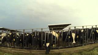 preview picture of video 'Painted Rock Dairy Farm, Visit the Cows' Feeding Frenzy,  Gila Bend, Arizona'