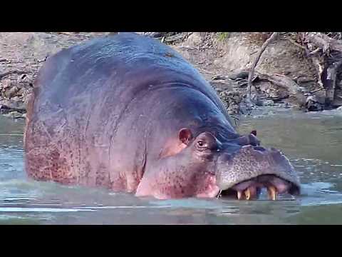 Djuma: Hippo out of the water - 16:26 - 05/06/20