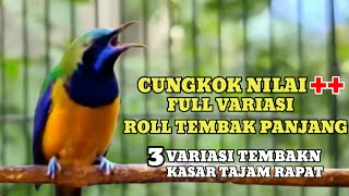 Download lagu Masteran cucak cungkok dengan 3 variasi tembakan panjang speed rapat mp3 Download lagu Masteran cucak cungkok dengan 3 variasi tembakan panjang speed rapat mp3