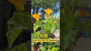 How Do You Use Squash Blossoms? #garden #fun #food #chicken #greenstalk #beautiful