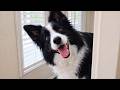 Border Collies Are The Funniest Family Dogs