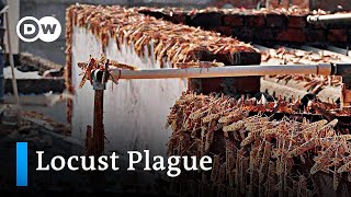 India and Pakistan face worst locust plague in 30 