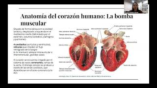 UC8-2026 Histología del Sistema Cardiovascular
