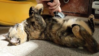 Showing the best (and worst) cat hair brushes! What we use a