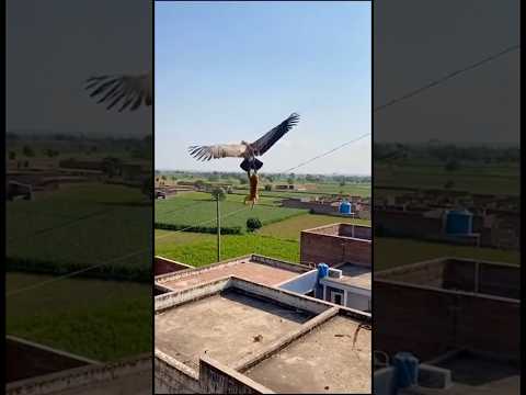 Monkey Jumps on a Vulture… and It Actually Flies Away!? 😱🦅🐒