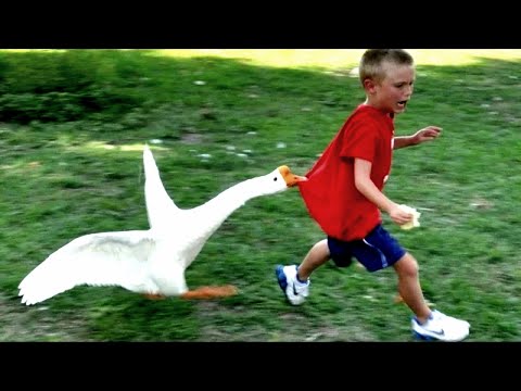 😄 Try not to laugh IMPOSSIBLE challenge. 😂 Read the description. 😄 Epic funniest fails compilation 😂