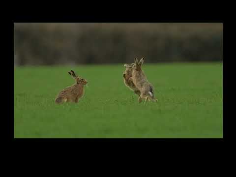 Boxing hares by Stephen Harper